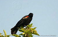 MGaves 1163 Agelaius phoeniceus.jpg