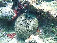 CGG0601 Ircinia strobilina.JPG