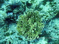 NE018 0375 Acropora prolifera.jpg
