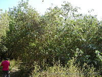 SHSM0022 Conocarpus erectus.jpg
