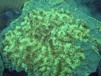 HPE104 Colpophyllia natans.jpg