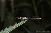 JS0022 Apanisagrion lais.jpg