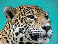 MCS102 Panthera onca.JPG