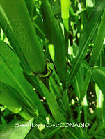 MN6PG0305 Mogannia hebes.jpg