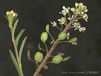 PTL0900 Lepidium schaffneri.jpg