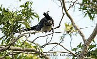 AAKVDH 0061 Cyanocorax colliei.JPG