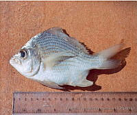JMHS0015 Eugerres plumieri.jpg