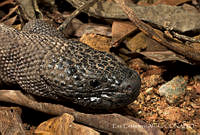 ECA0235 Heloderma horridum ssp. alvarezi.jpg