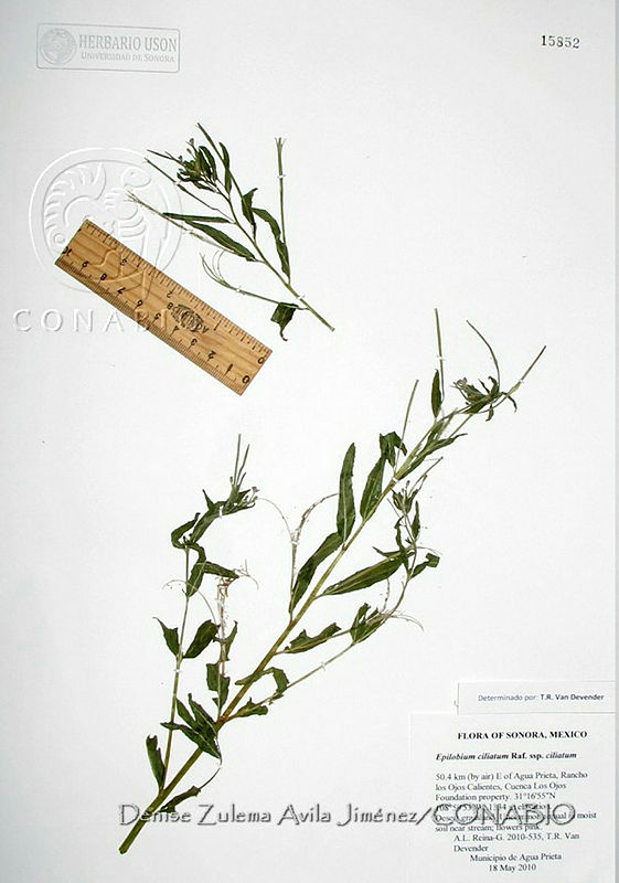 DZAJ1702%20Epilobium%20ciliatum%20ssp.%20ciliatum.JPG.rifY2bX1MXGfE3dhQA3g0JtbmFja29CbnFuZ3NAbXJ6LGtwZwA.YrTI2GSY97