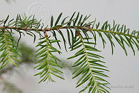 IMDOC 4807 Abies religiosa.jpg