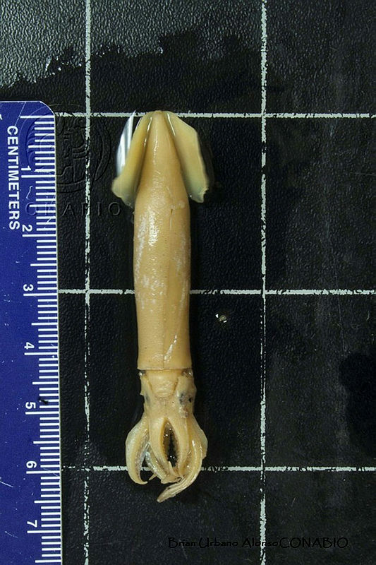 KT014%200138%20Sthenoteuthis%20oualaniensis.JPG.rSeTzon0MWl5VUtjQA3g0JtbmFja29CbnFuZ3NAbXJ6LGtwZwA.8 7PiZAO8y