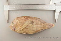RQTG0074 Amphilophus istlanus.jpg