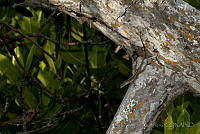 IDG0562 Cnemidophorus cozumela.jpg