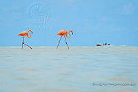 BETB16 Phoenicopterus ruber.jpg