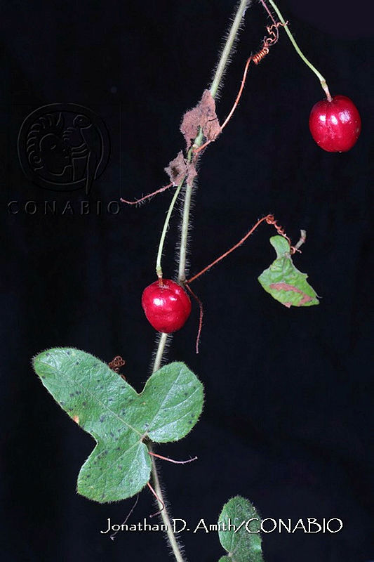 JDA%20D%2004814%20Passiflora%20ciliata%20Dryand..jpg.nSismeX0MUlXk0VjQA3g0JtbmFja29CbnFuZ3NAbXJ6LGtwZwA.mkk8Dd6VMp