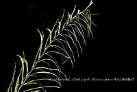 Zoqui 0123 Pityrogramma trifoliata.jpg