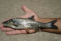 ODD0021 Gila nigrescens.jpg