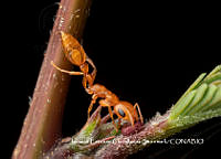 MN6PG0211 Pseudomyrmex pallidus.jpg
