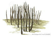 ADDLT0026 Avicennia germinans.JPG