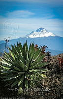FBA1105 Agave cupreata.jpg