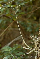 JMN0010 Barkeria obovata.jpg