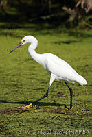 VHL0238 Egretta thula.jpg