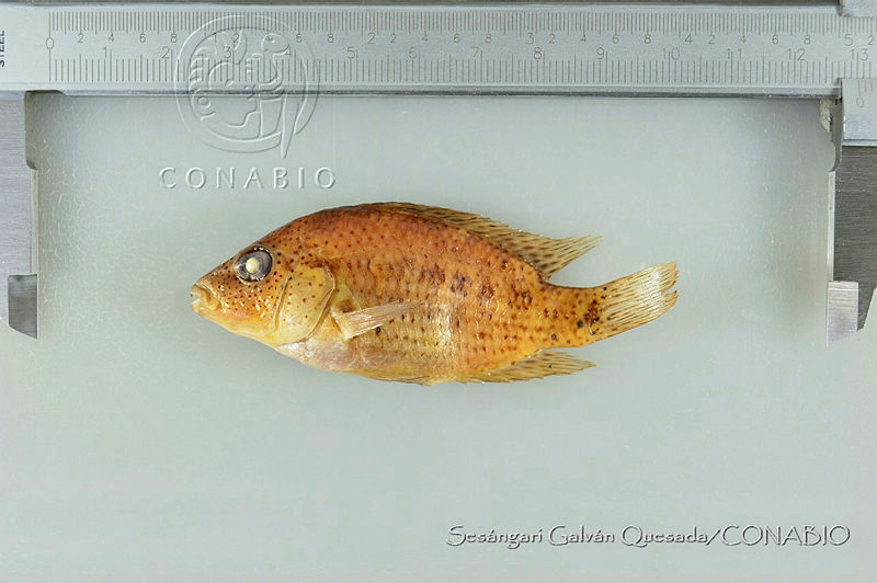SGQ3294%20Herichthys%20pantostictus.jpg.rSfPk4r0MWXHdRFjQA3g0JtbmFja29CbnFuZ3NAbXJ6LGtwZwA.SECBBBADrz