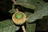 MDLLPG0122 Quercus deserticola.jpg