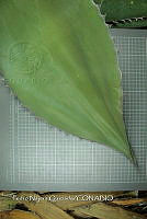 PNQ 0041 Agave gentryi.jpg
