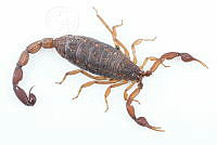 MASM07533 Centruroides noxius.jpg