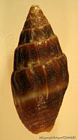 MRyRR0021 Anachis scalarina.jpg