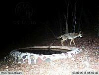 MAGB 0227 Canis latrans.JPG
