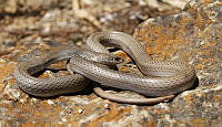 MC05 Coluber mentovarius.jpg