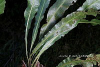 Zongo 0018 Campyloneurum sp..jpg
