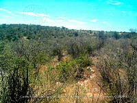LI005 0072 Senna pallida.jpg