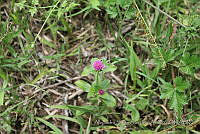 ASSA028 Gomphrena serrata.jpg