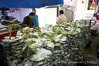 MASM04696 Callinectes sp..jpg