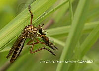 MN6F0041 Diogmites neoternatus.jpg