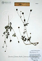 DZAJ486 Bidens pilosa.JPG