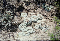 FGM3664 Lophophora diffusa.JPG