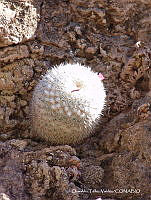 OTVHK040-687 Mammillaria huitzilopochtli.TIF