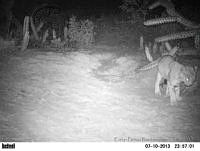 EPRM014 Lynx rufus.jpg