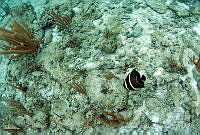 JAO0283 Pomacanthus paru.tif