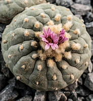 3R 01002 Ariocarpus sp..jpg