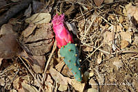 MRG-2018-1159 Opuntia auberi (MEGA-14mar18-b).JPG