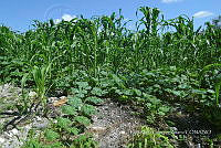 SG019 0285 Cucurbita argyrosperma sbs argyrosperma.jpg