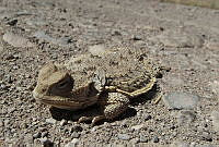 LPO01 Phrynosoma hernandesi.jpg