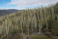 IMDOC 4960 Cephalocereus.jpg