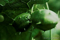 RLS0011 Sechium hintonii.jpg