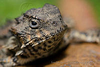 IMDOC0907 Phrynosoma orbiculare.jpg